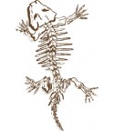 Reptila